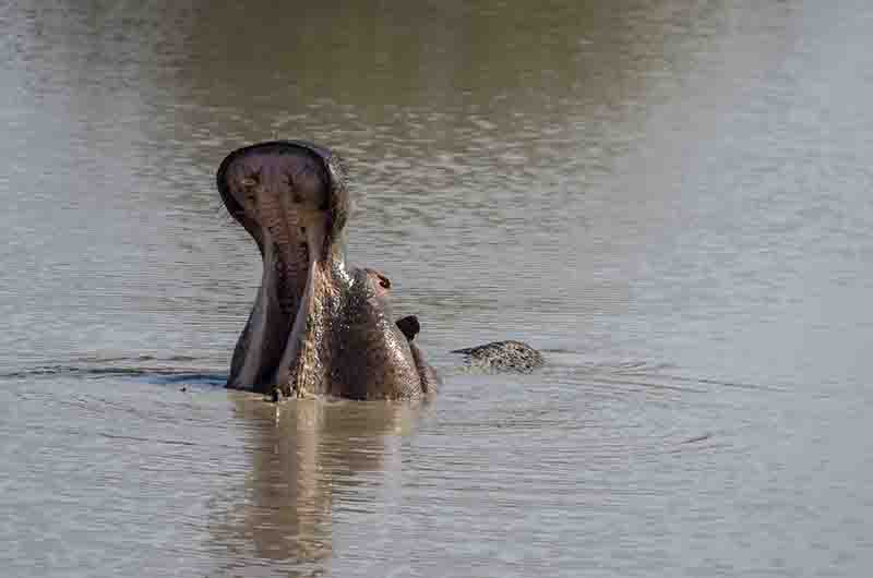 68 - Hipopotamo - con boca abierta - parque nacional Kruger - Sudafrica